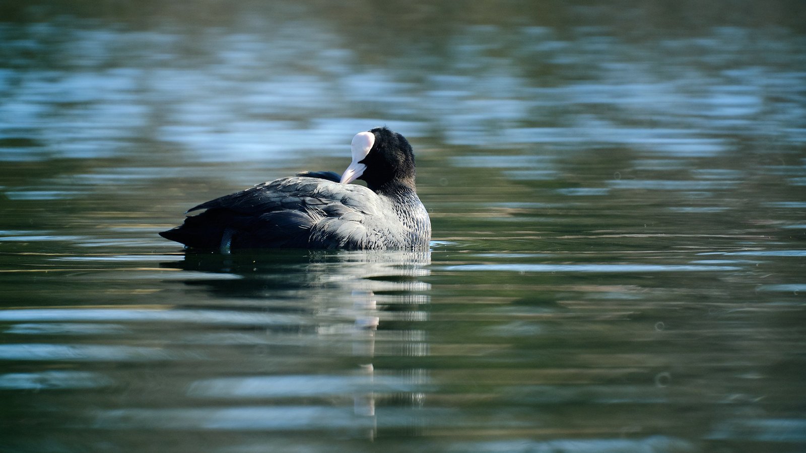 Ducks - My, Duck, The photo, The park, Zm-5sa, Longpost