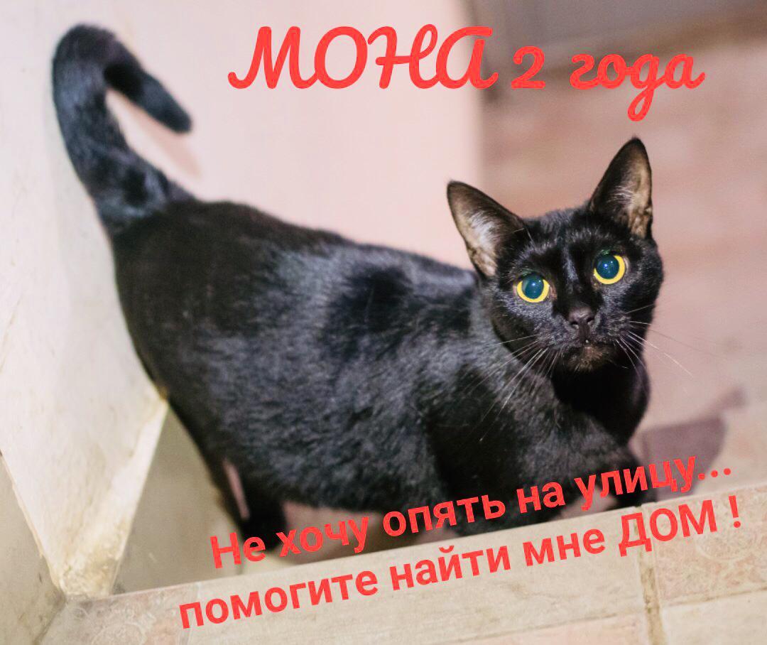 The black cat Mona is a victim of her owners' greed. We are looking for a home for her. Time is running out. [The cat went to a new home] - My, Saint Petersburg, cat, Help, The photo, Longpost, No rating, In good hands, Helping animals