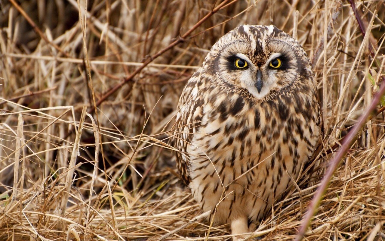 natural camouflage - Owl, Camouflage