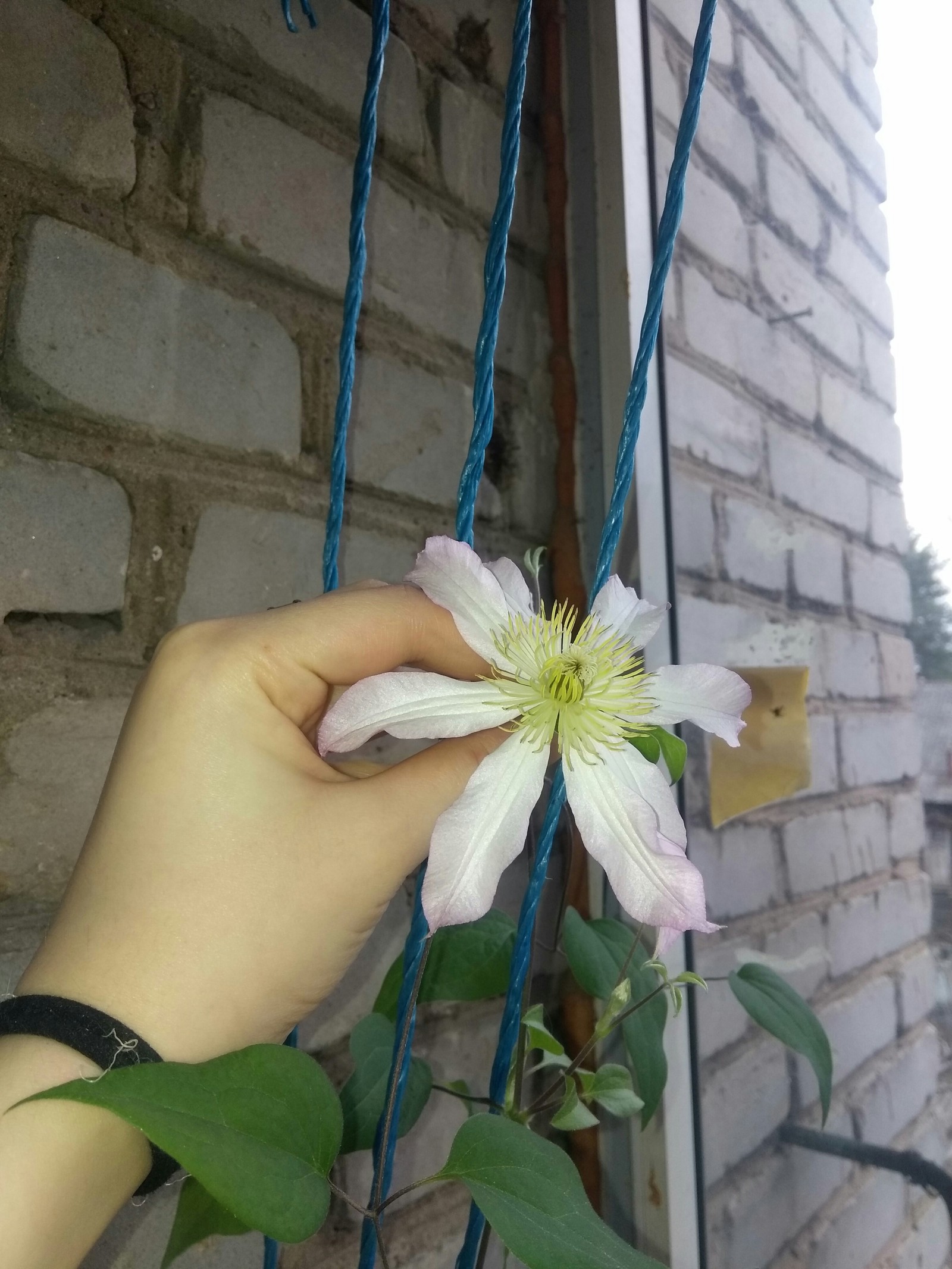 A piece of spring on the balcony) - My, Flowers, Gardening, Clematis, Balcony, Longpost