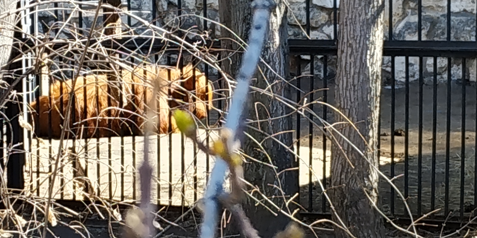 Rare animal of the Moscow Zoo - My, Moscow, Zoo, Russia, Animals, Longpost