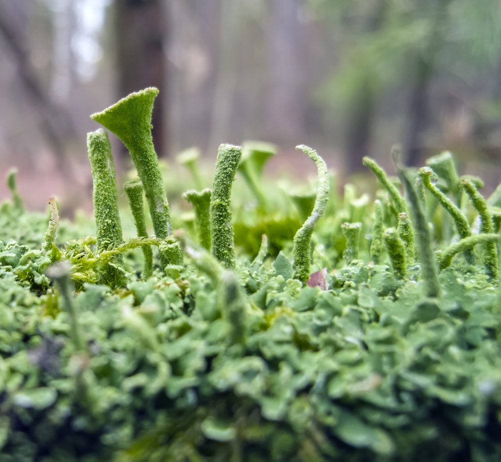 phone calls - My, Macro, Macro photography, Moss, The photo, Forest, Microworld, Longpost