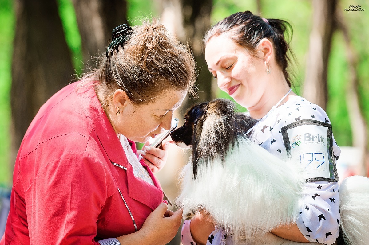 Another series of reportage pictures from dog shows that took place in the South of Russia in 2018, pleasant viewing))) - My, Dog, Dogs and people, Dog breeds, Dog show, Animalistics, Longpost