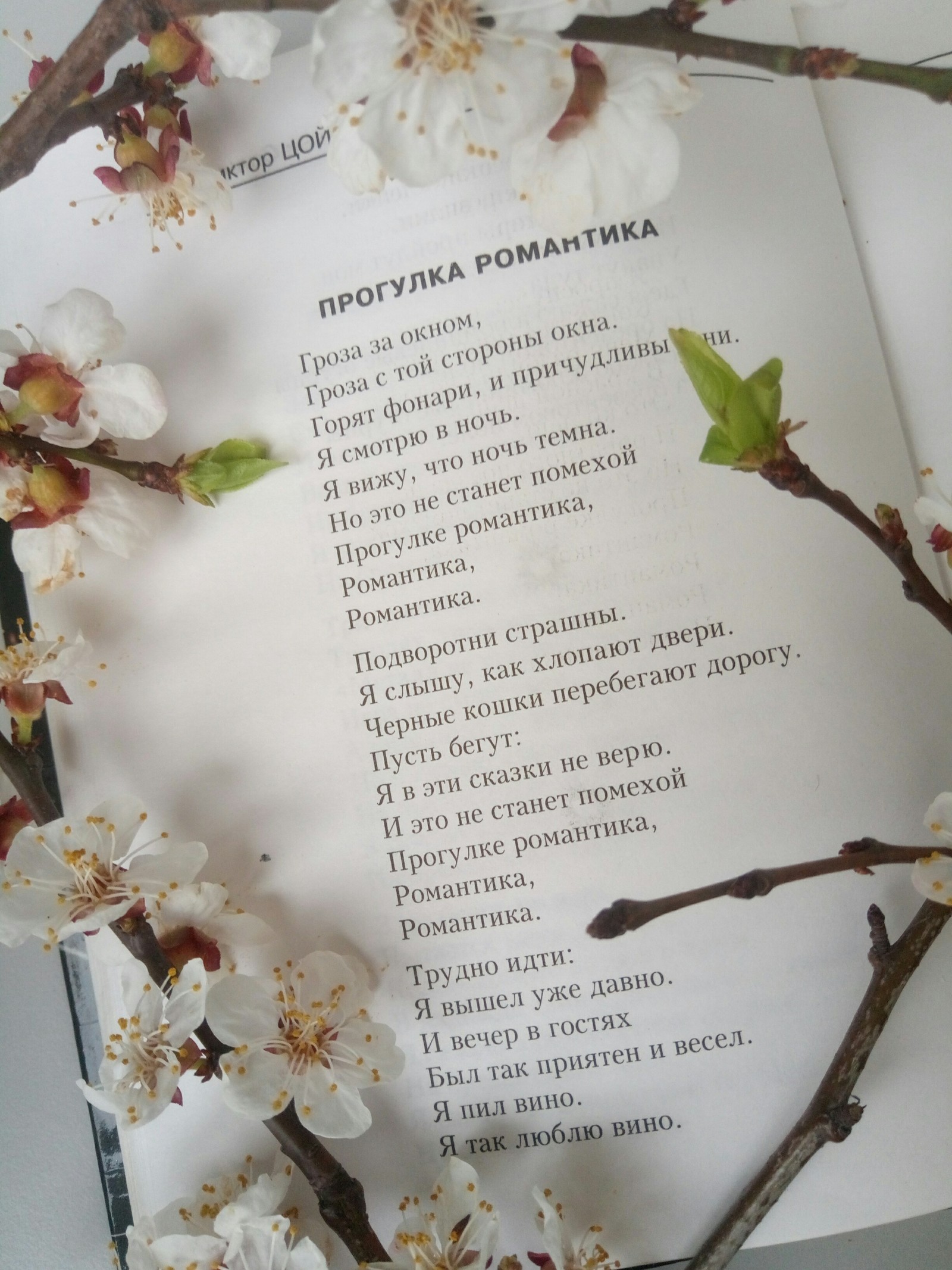 Just photos and poetry. - My, The photo, Poems, Viktor Tsoi, Apricot, Longpost