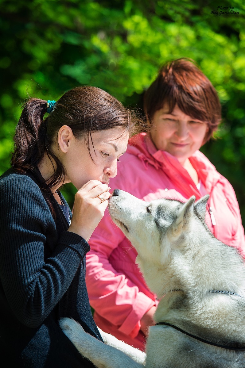 I continue to publish reportage pictures from dog shows that took place in the South of Russia in 2018, pleasant viewing))) - My, Dog, Dogs and people, Dog show, Animalistics, Longpost