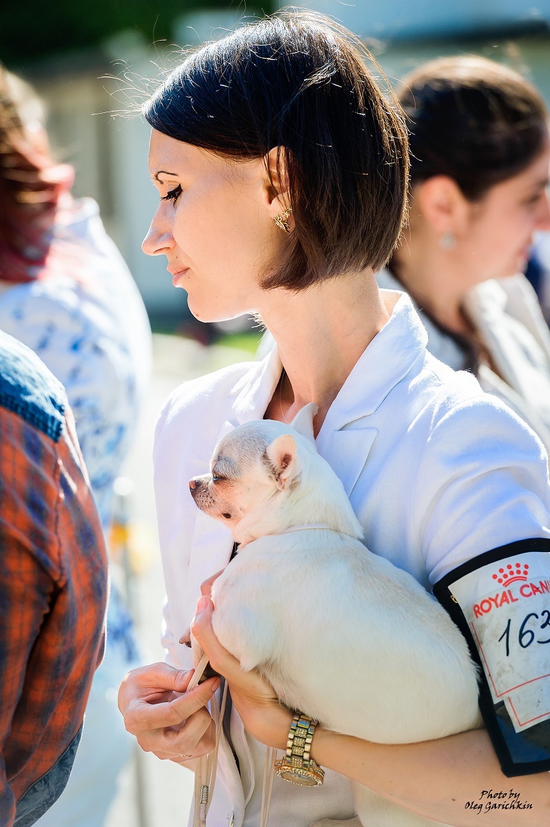 I continue to publish reportage pictures from dog shows that took place in the South of Russia in 2018, pleasant viewing))) - My, Dog, Dogs and people, Dog show, Animalistics, Longpost