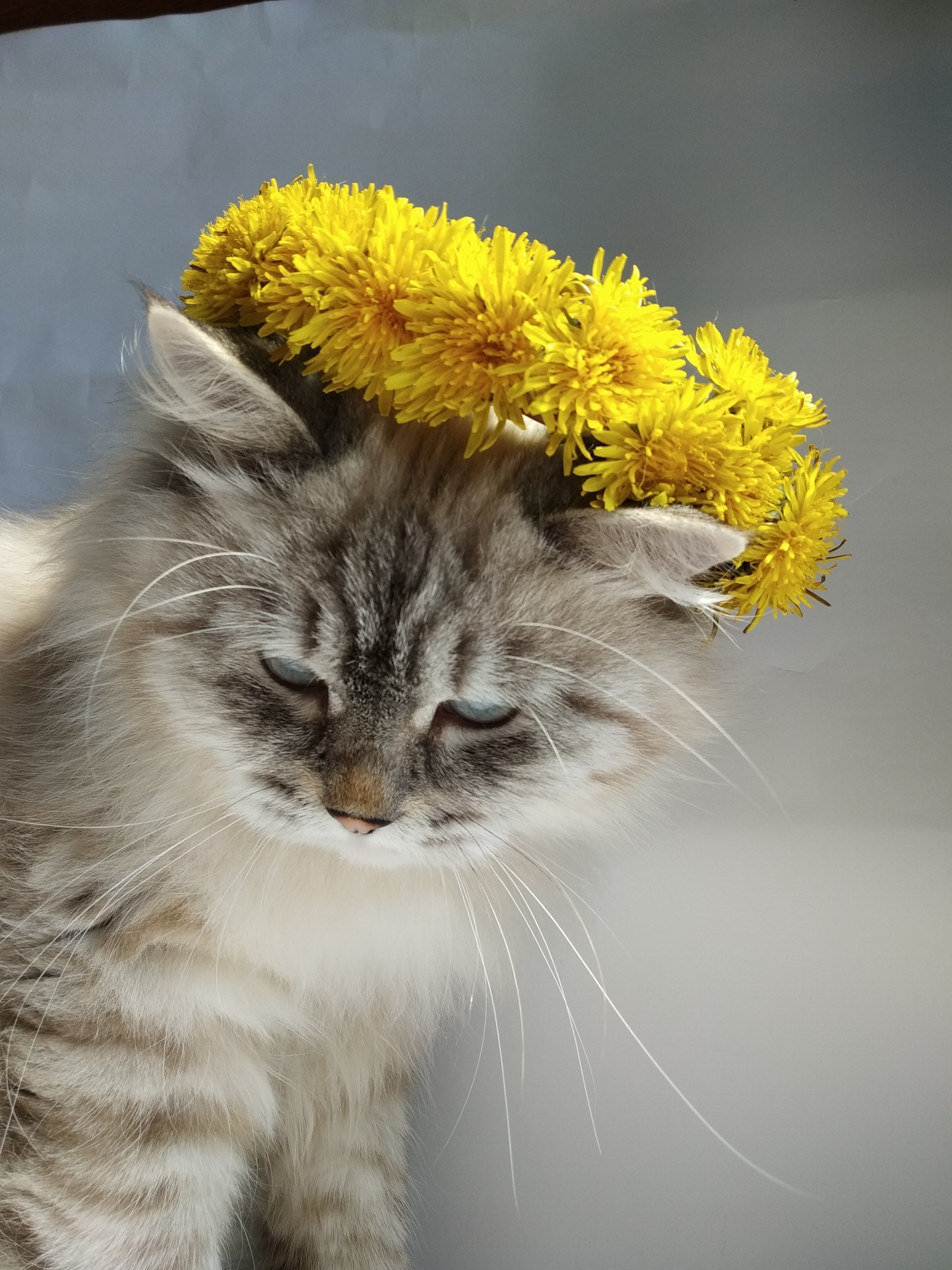 Наконец пришла весна - Моё, Кот, Котомафия, Весна, Длиннопост