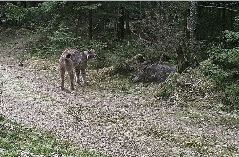 A tough fight was filmed in Nalibokskaya Pushcha: a lynx against a wolf - cat, , Had a fight, Longpost