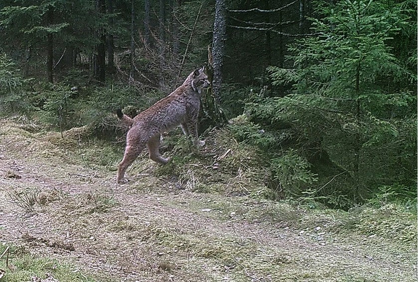 A tough fight was filmed in Nalibokskaya Pushcha: a lynx against a wolf - cat, , Had a fight, Longpost