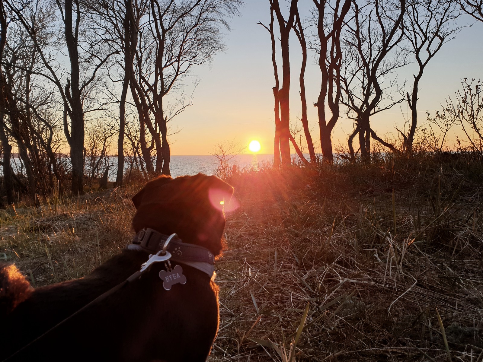 Magical Baltic Sea at sunset - My, Dog breeds, Hunting dogs, Dachshund, Pug, Sunset, Baltic Sea, Longpost, Dog