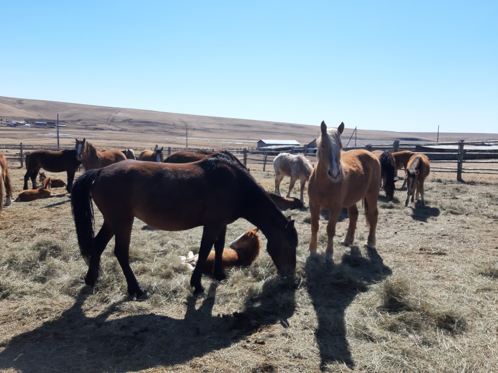 Looking for a heavy truck. - My, Nerchinsk, Horses, Heavy duty truck, Nature, Stud Farm, Video, Longpost