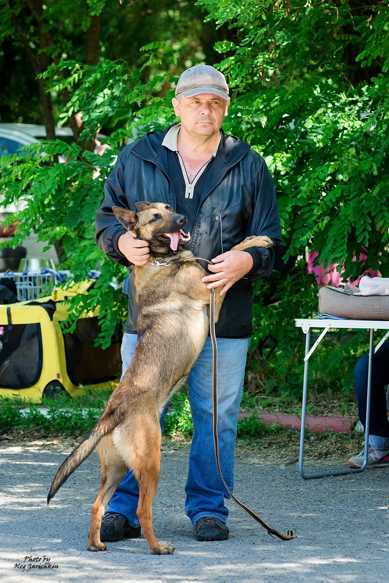 Another series of reportage pictures from dog shows that took place in the South of Russia in 2018, pleasant viewing))) - My, Dog, Dogs and people, Dog show, Animalistics, Longpost