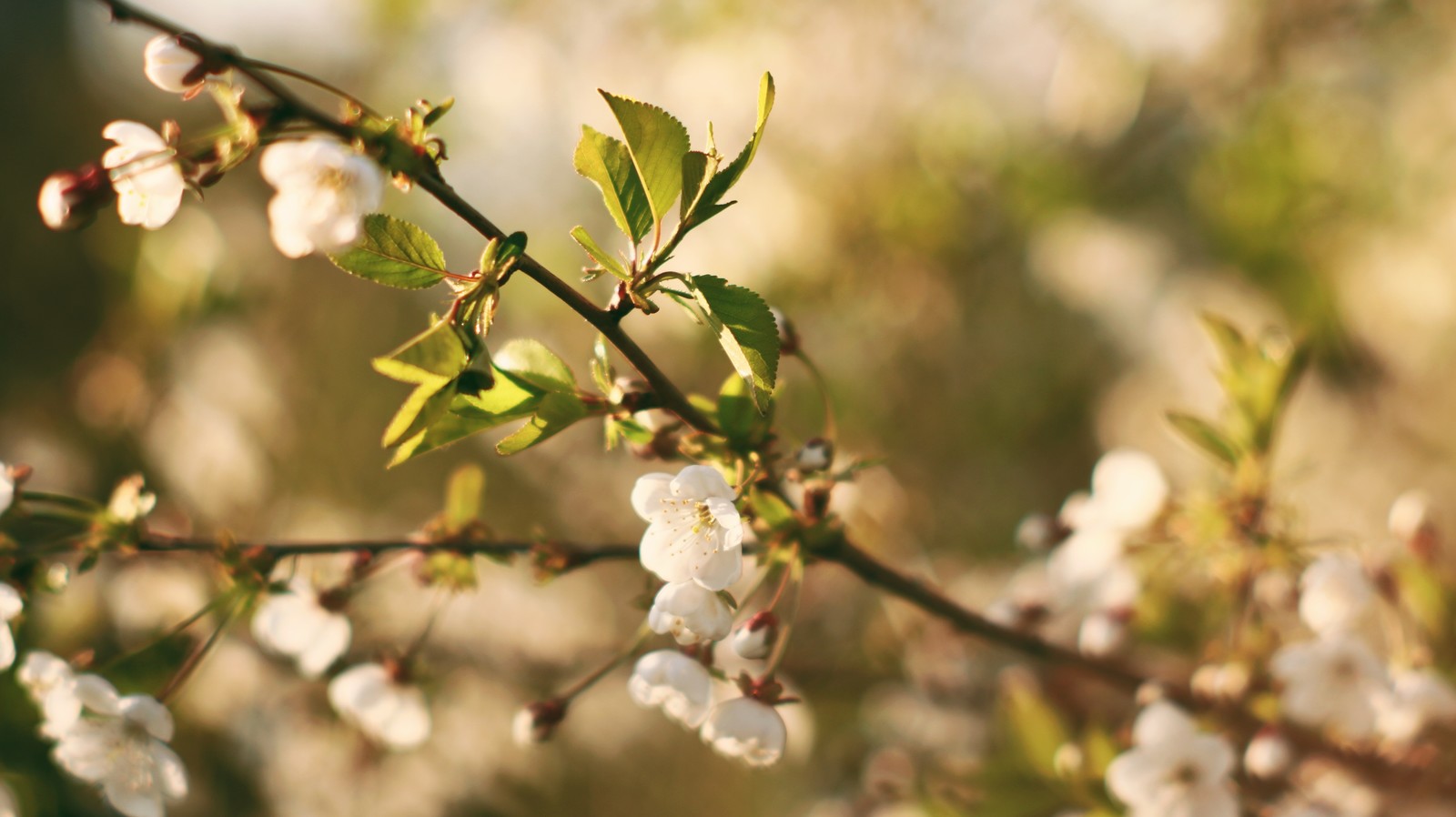 Actress Spring - My, Beginning photographer, Jupiter-9, Manual optics, Spring