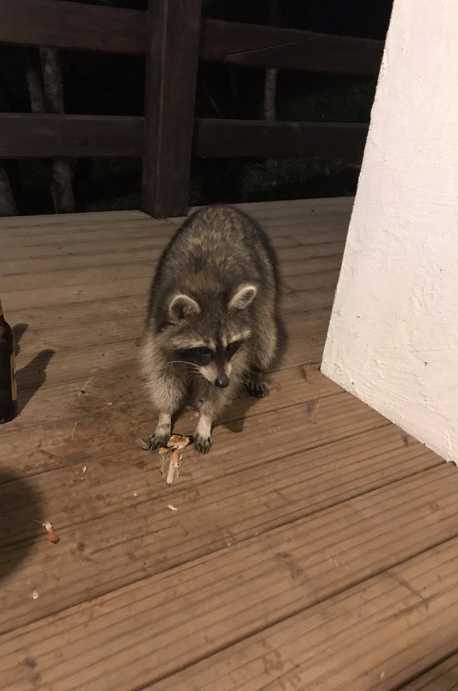 In the wake of all the Bunds, I will support the Friday tradition. - My, Raccoon, The mountains, House, Longpost, Gelendzhik