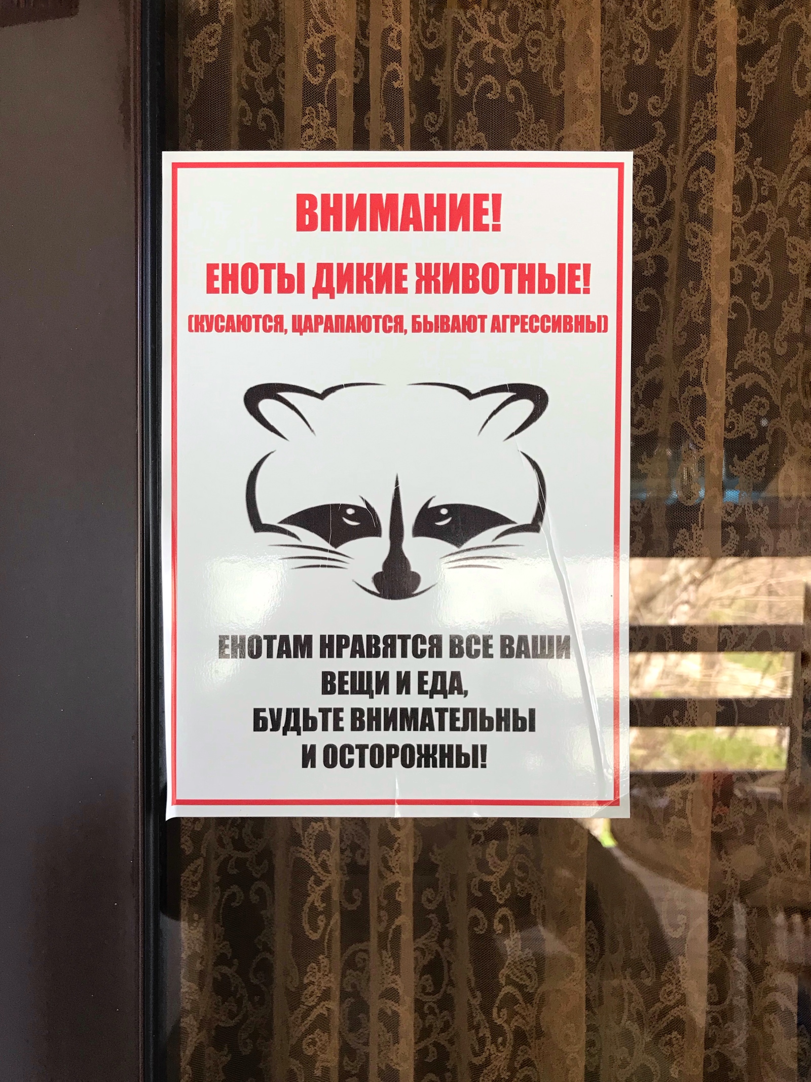 In the wake of all the Bunds, I will support the Friday tradition. - My, Raccoon, The mountains, House, Longpost, Gelendzhik