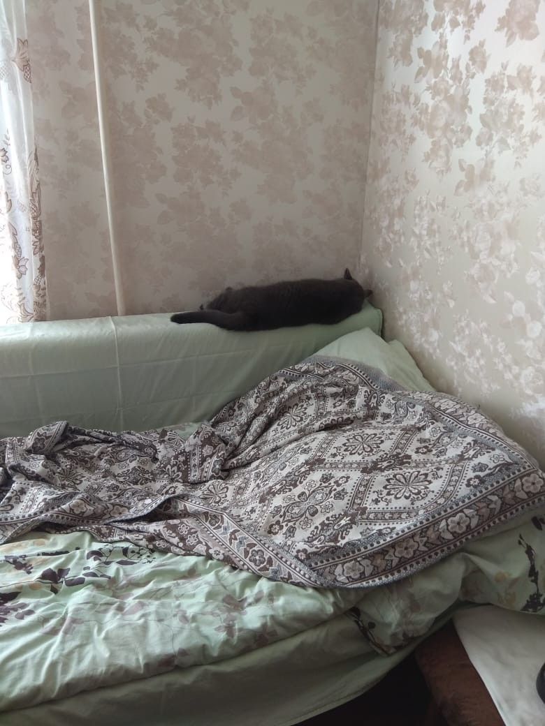 Before and after - My, cat, Bed, Dream, Tygydyk