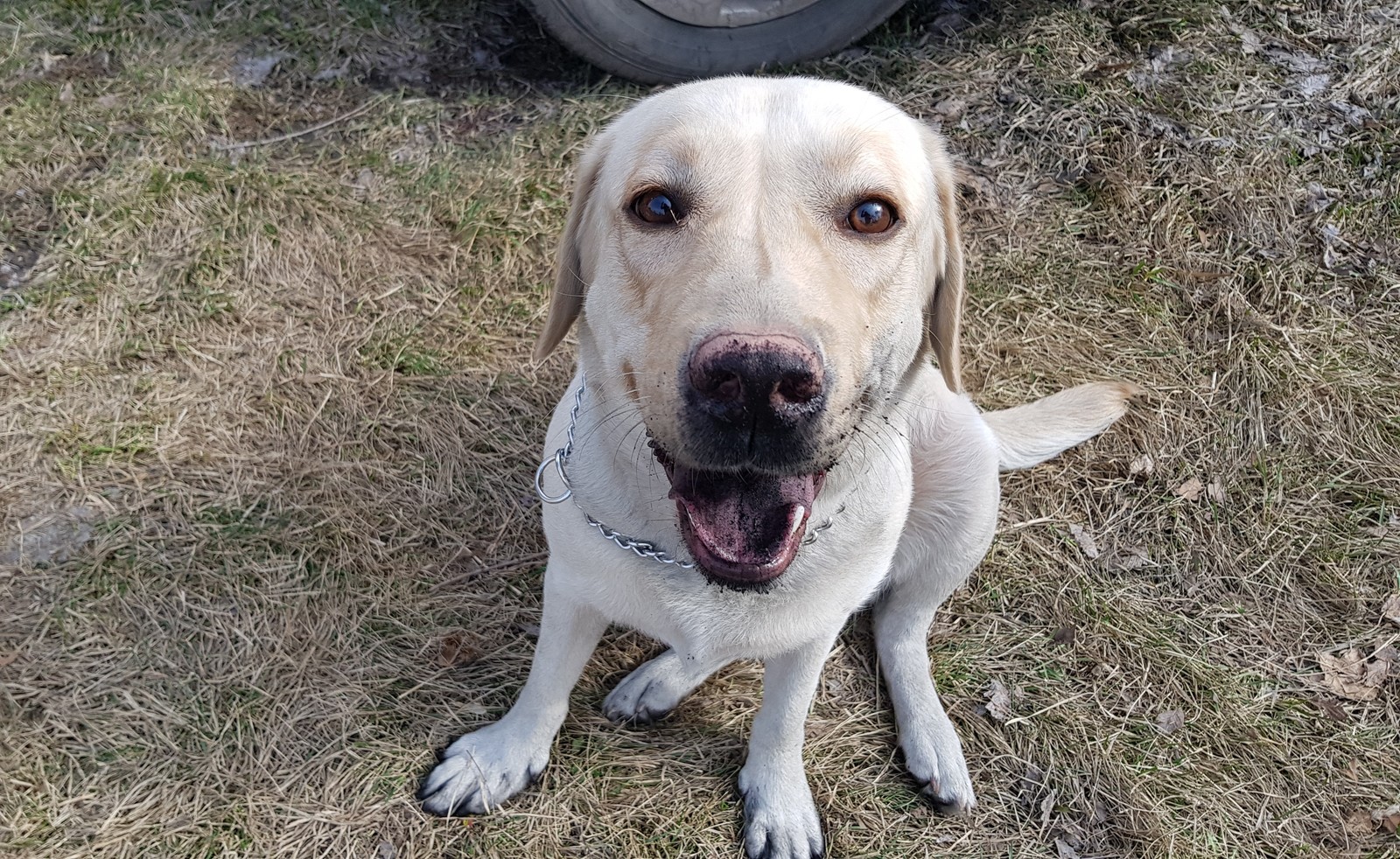 My mole dog. - My, Dog, Labrador, Weekend, Shashlik, Novokuznetsk