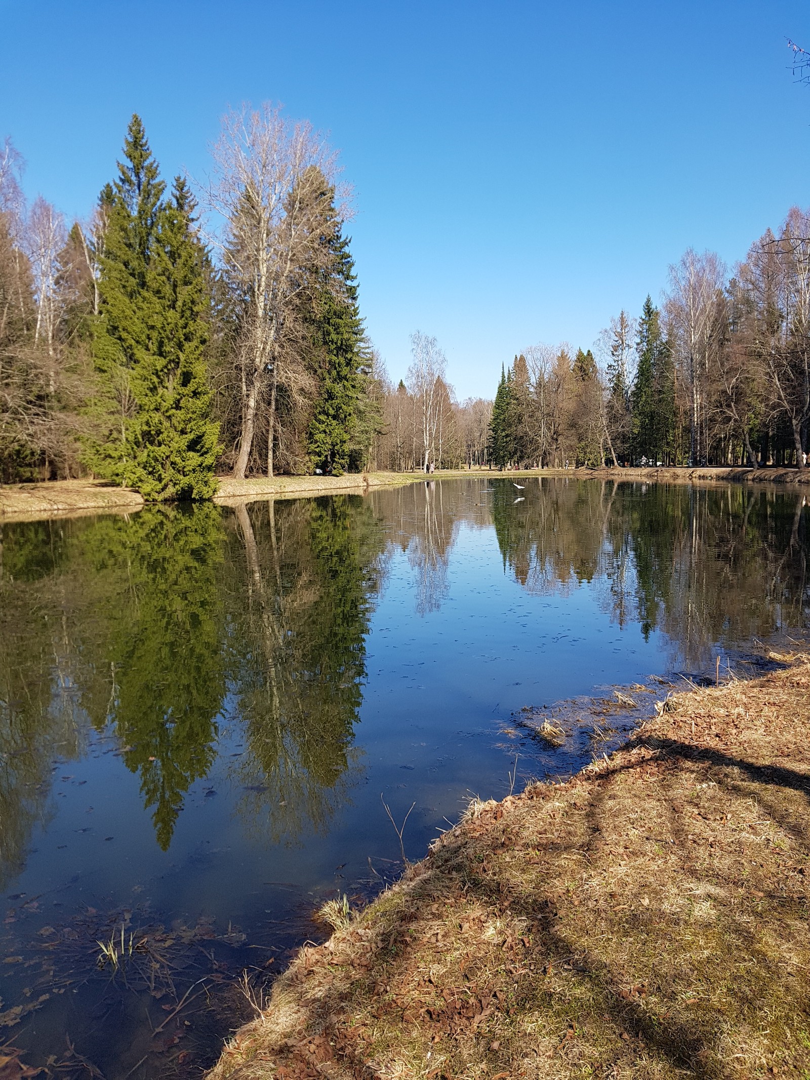 Today in St. Petersburg is real spring - My, Nature, Spring