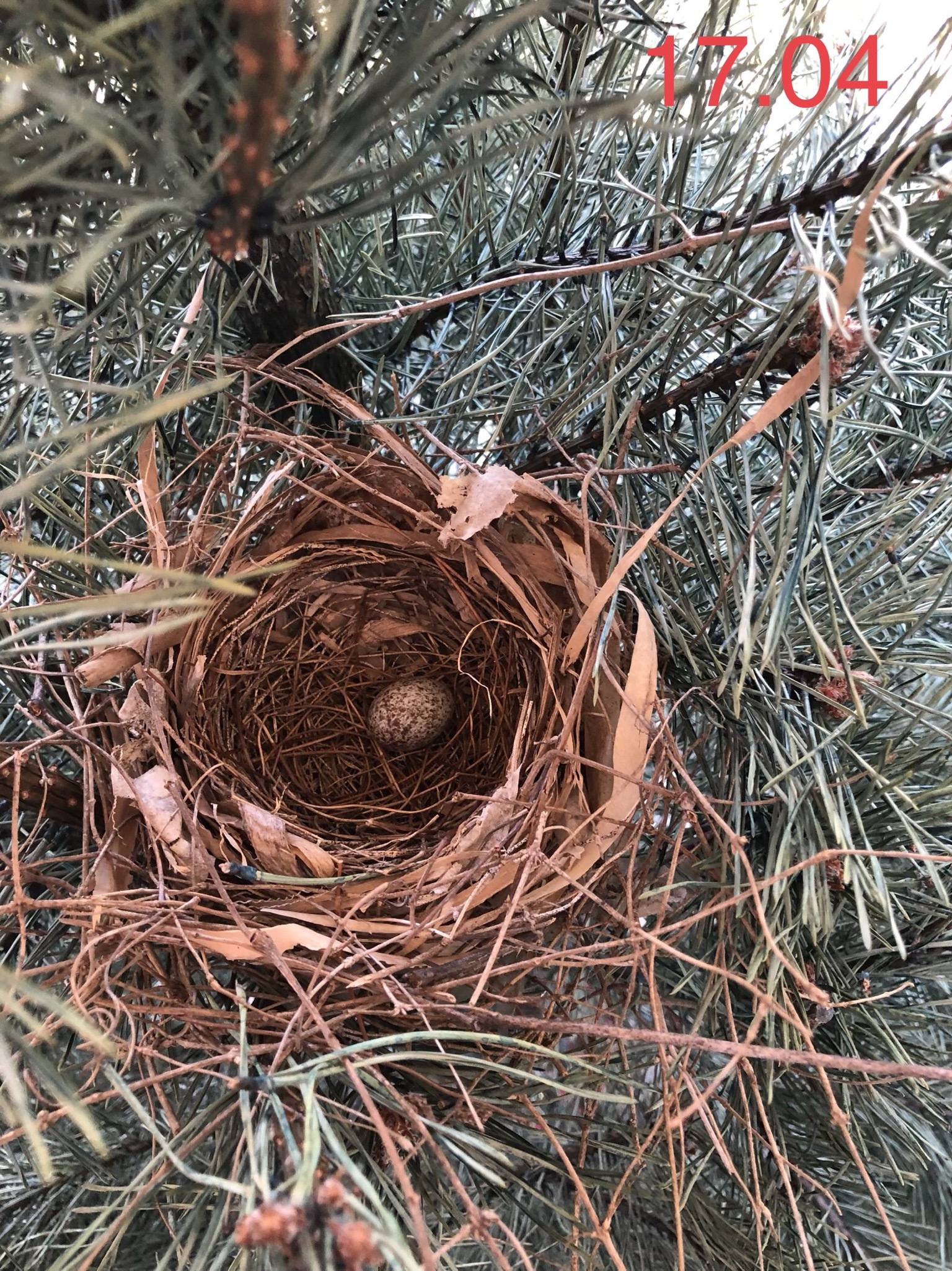 Red cardinal chicks - My, Birds, , Chick, Red Cardinal, Christmas trees, USA, Video, Longpost