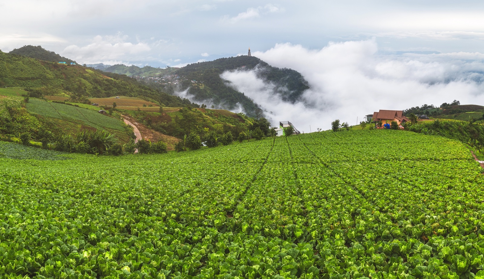 Vietnam fields - Vietnam, Nature