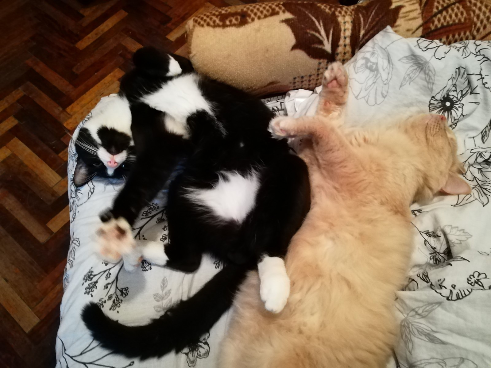 cat brotherhood - My, Fat cats, First post, Friends, cat, Longpost