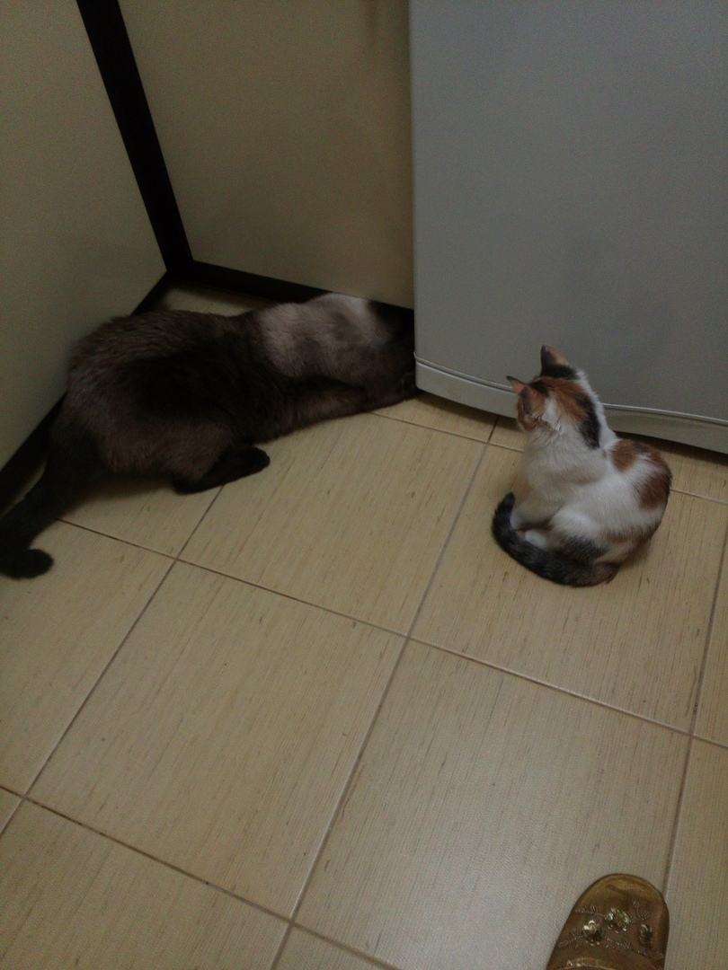 I'll get it now. - My, cat, Hide and seek, Longpost