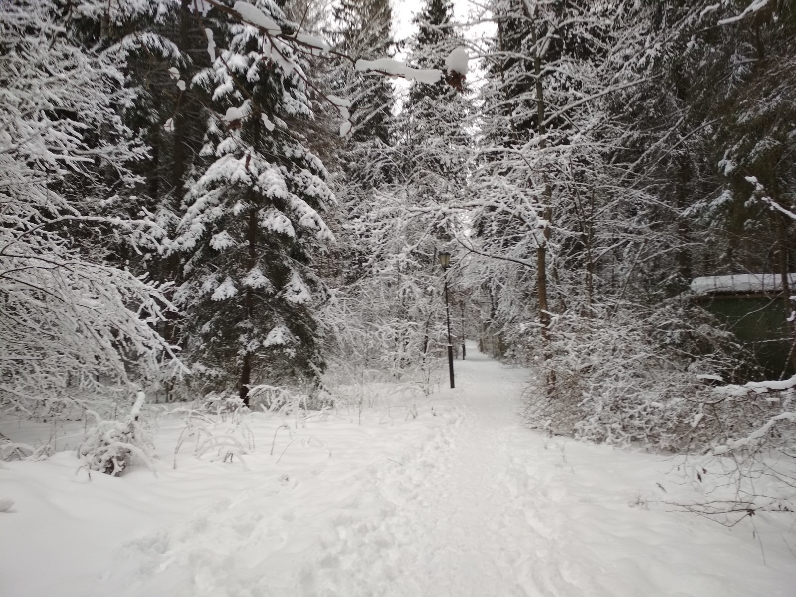 Зима под Звенигородом. - Моё, Фотография, Природа России, Природа, Дикая природа