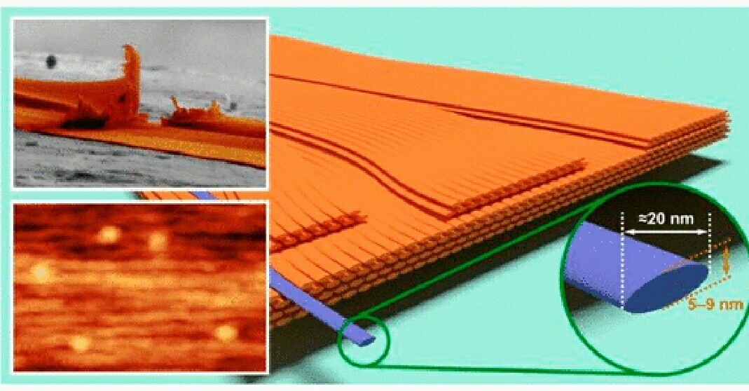 Cobweb or rope, which is stronger? - The science, Research, Spider