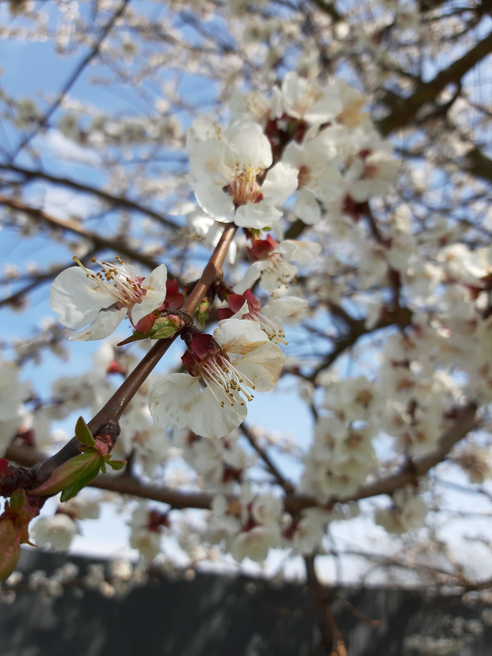 Spring is everywhere! - My, Spring, Apricot, Flowers, Longpost, Nature