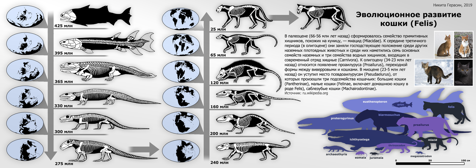 Эволюционные изменения млекопитающих. Эволюция кошек. Эволюция домашней кошки. Эволюция семейства кошачьих. Эволюционное дерево кошачьих.