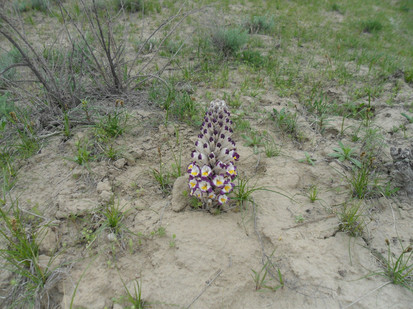 For mushrooms, part 1 Flower - My, Longpost, Kazakhstan, Kyzylorda, , , Mushrooms, Nature, Video