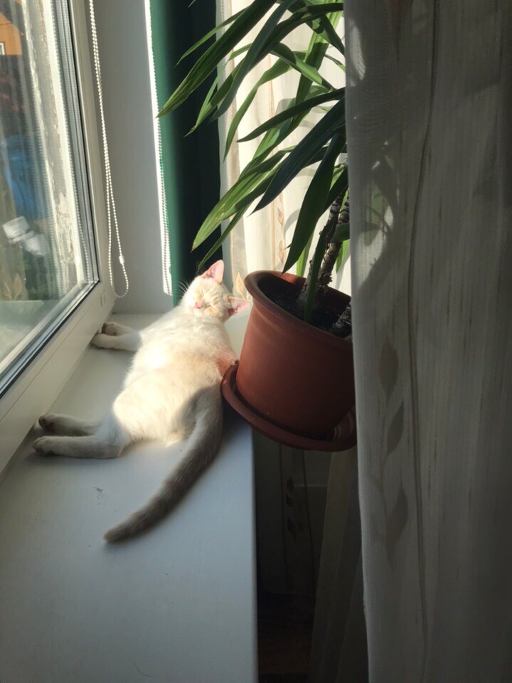 A second before ... - cat, Plants, The sun