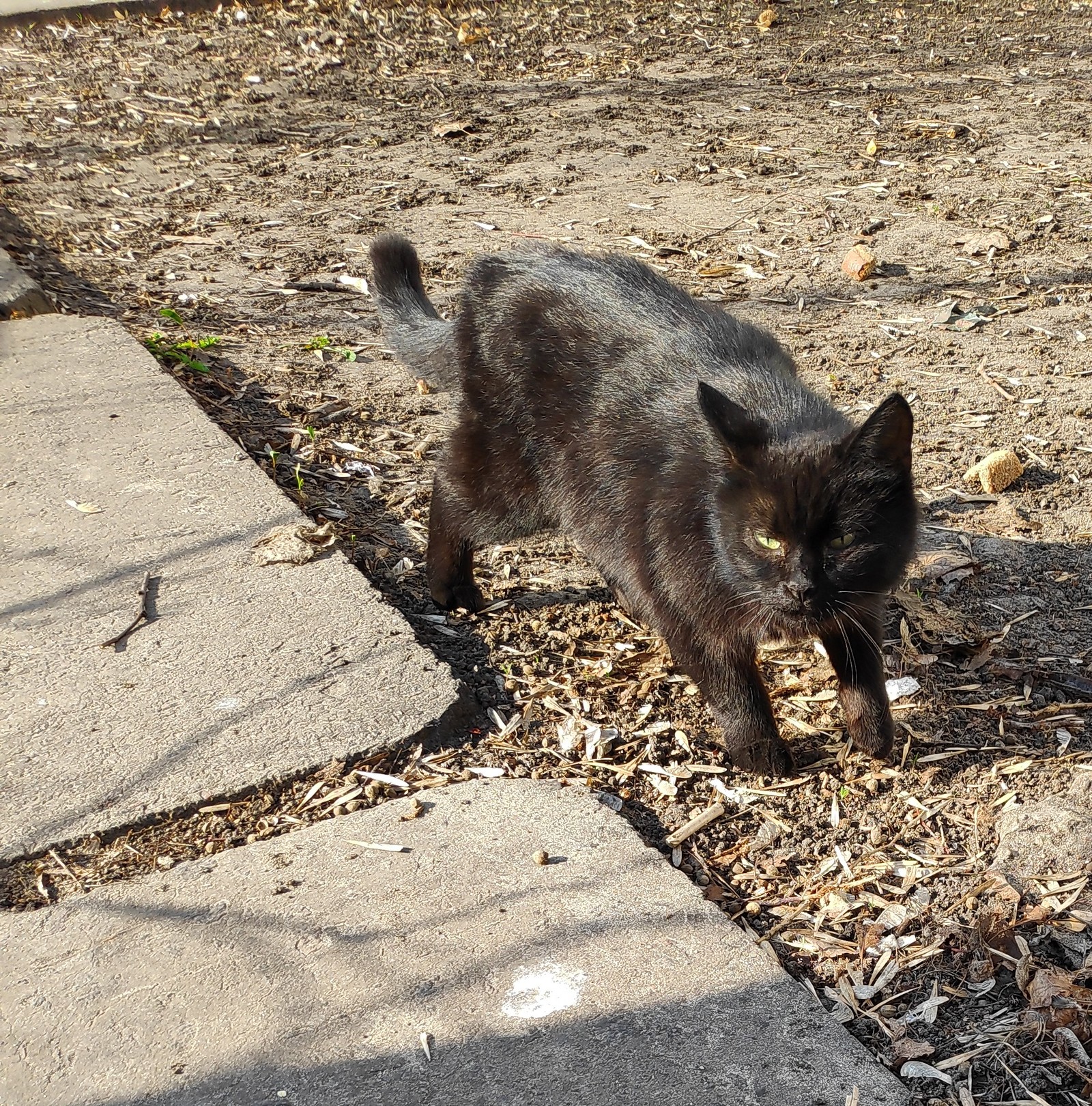 About spring - My, Flowers, Spring, The photo, cat, , Longpost, Courtyard