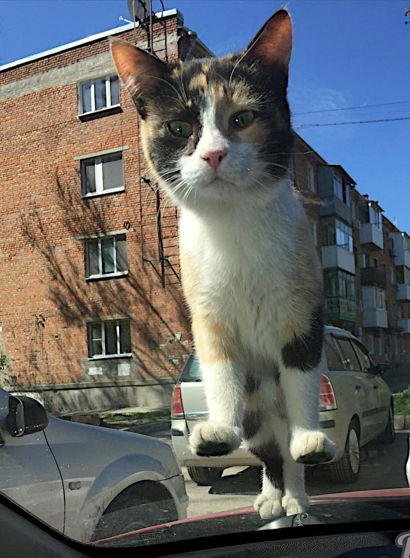 Well hello - cat, Car, Windshield