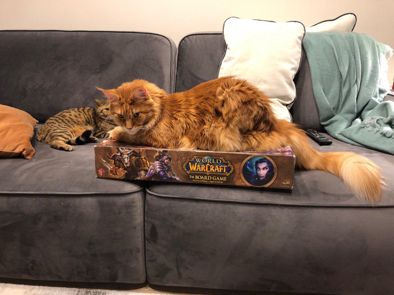 What do you think is harder - a cat or a game? - My, Wow, Maine Coon, , Board games, cat