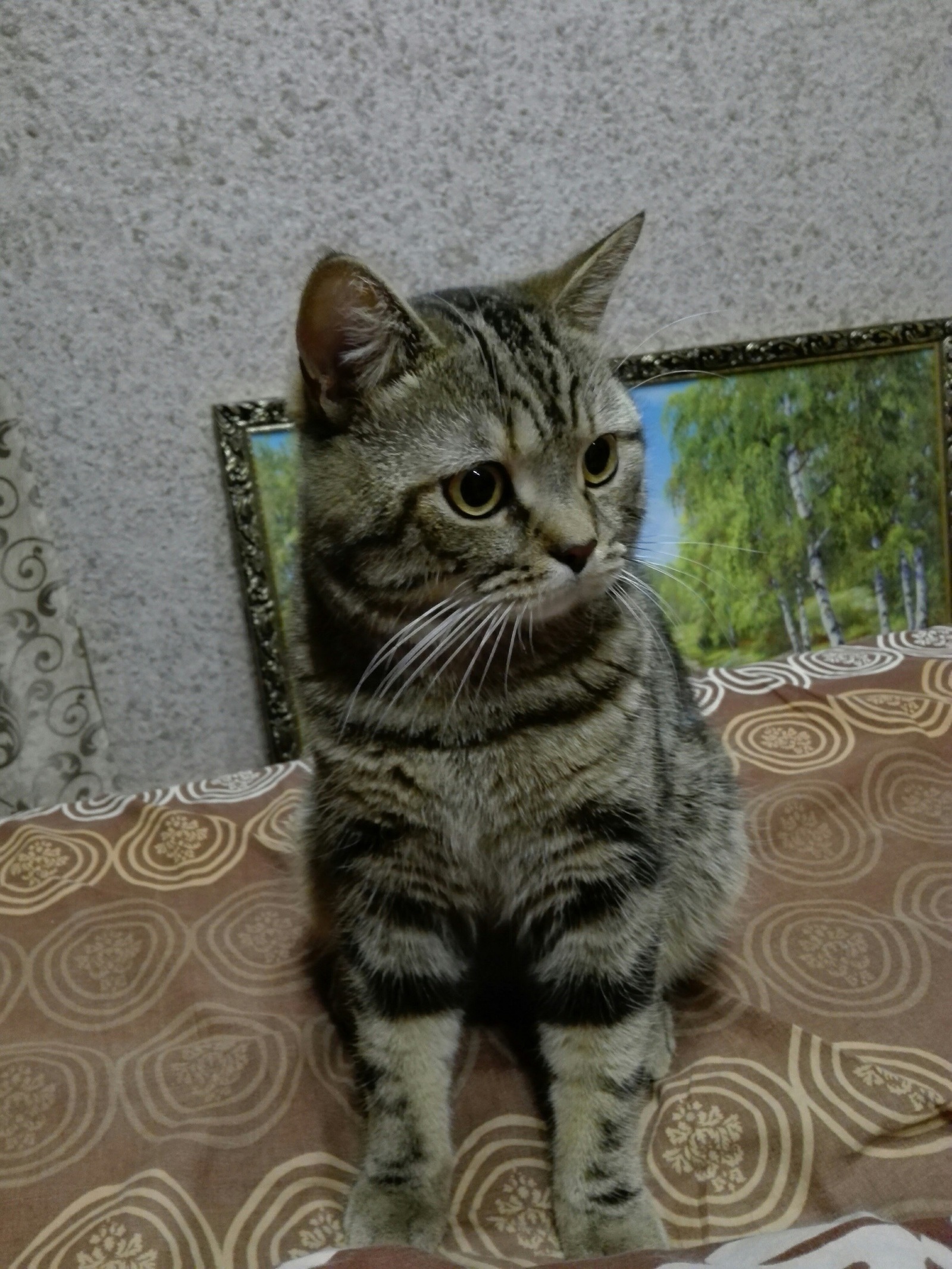 Attention! - My, The missing, cat, Help, Help me find, Bashkortostan, October, Scottish Straight, Longpost, No rating