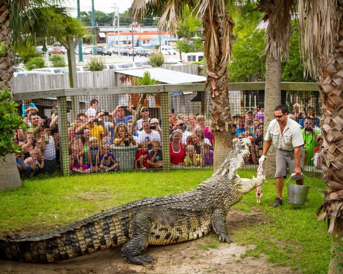 Самый крупный крокодил, содержащийся в неволе. | Пикабу