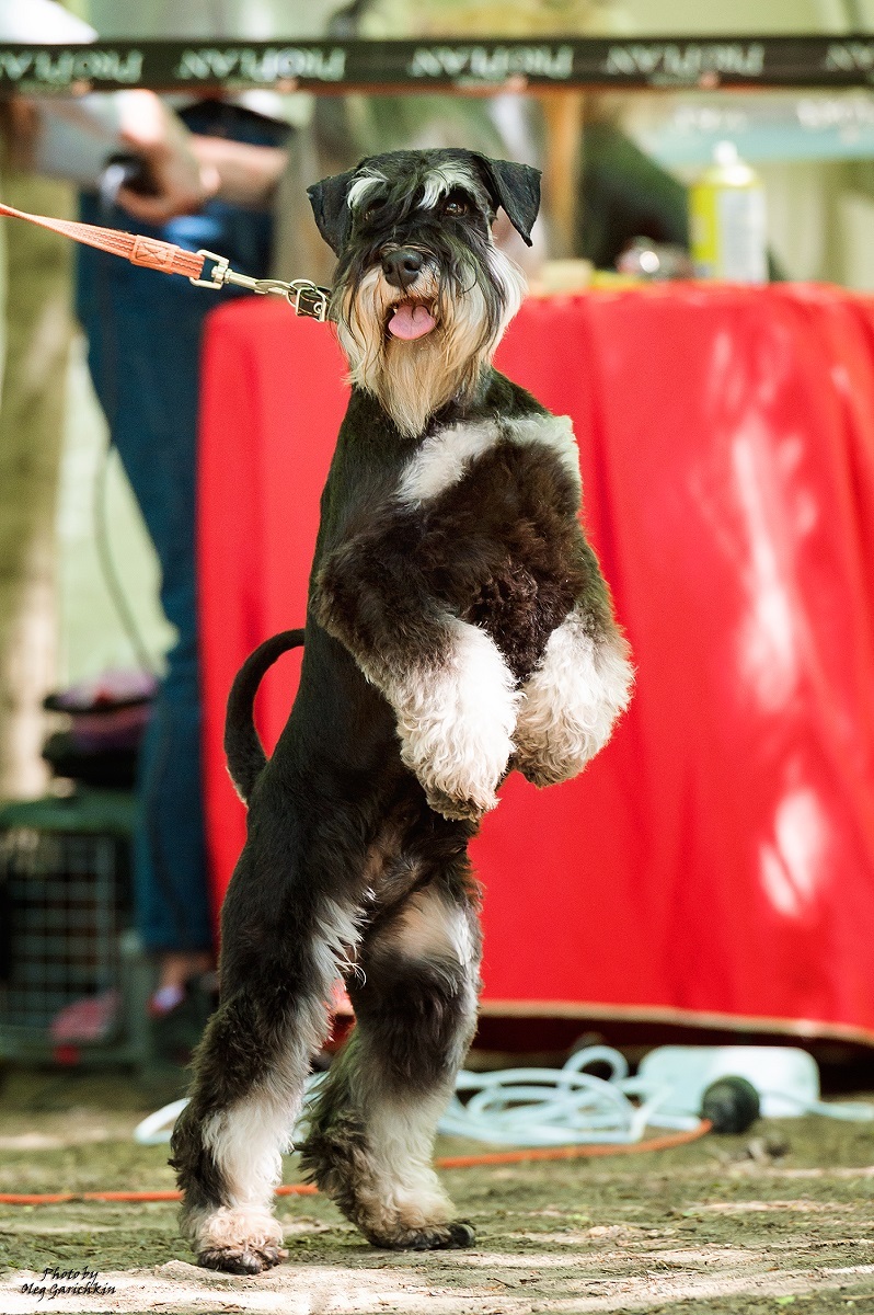 I continue to publish reportage pictures from dog shows held in the South of Russia in 2018, enjoy watching))) - My, Dog, Dogs and people, Dog show, Animalistics, Dog lovers, Dog days, dog's heart, Longpost