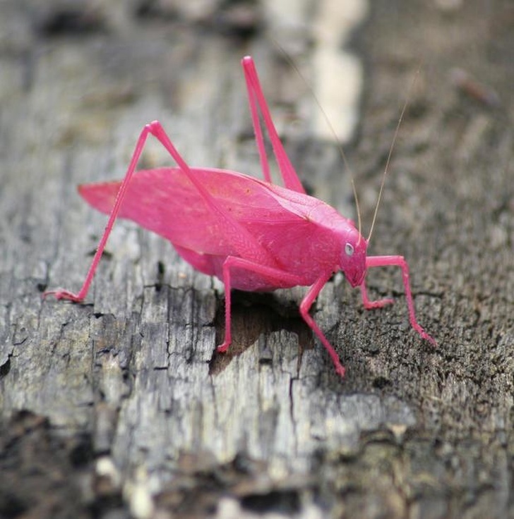 The cutest insects in the world - Insects, Milota, The photo, Longpost