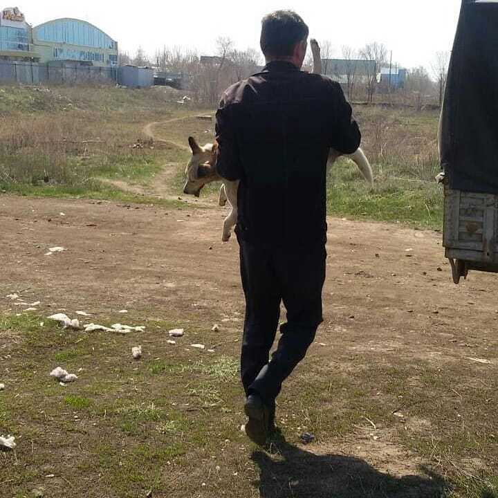 Friends, let's help together to publicize the fact of complete lawlessness, the Administration of Orenburg! The power of Peekaboo, please help! - Longpost, Homeless animals, Dog, Shooting, Orenburg, Stray dogs, No rating, Negative