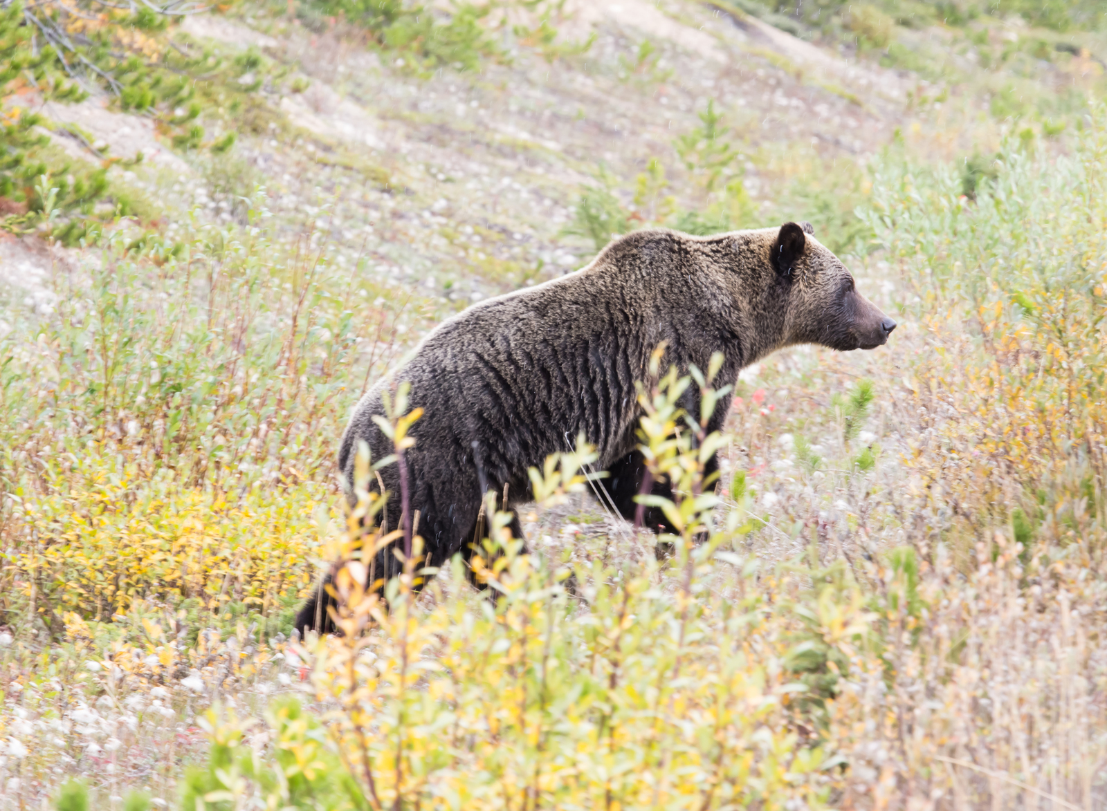 Canadian road. - My, The Bears, Canada, Road, Longpost, Wild animals