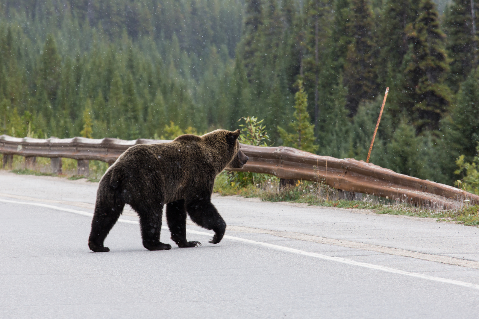 Canadian road. - My, The Bears, Canada, Road, Longpost, Wild animals