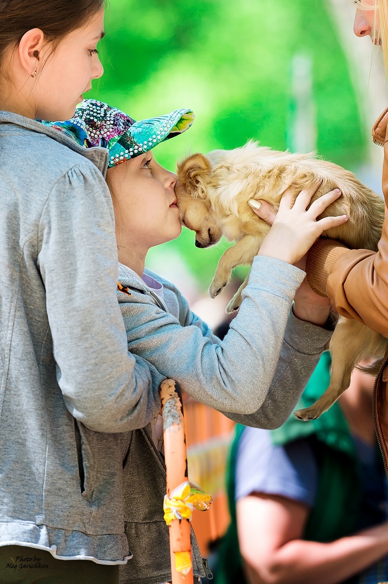 Another series of reportage pictures from dog shows that took place in the South of Russia in 2018, pleasant viewing))) - My, Dog, Dogs and people, Dog lovers, Dog days, Dog show, Longpost