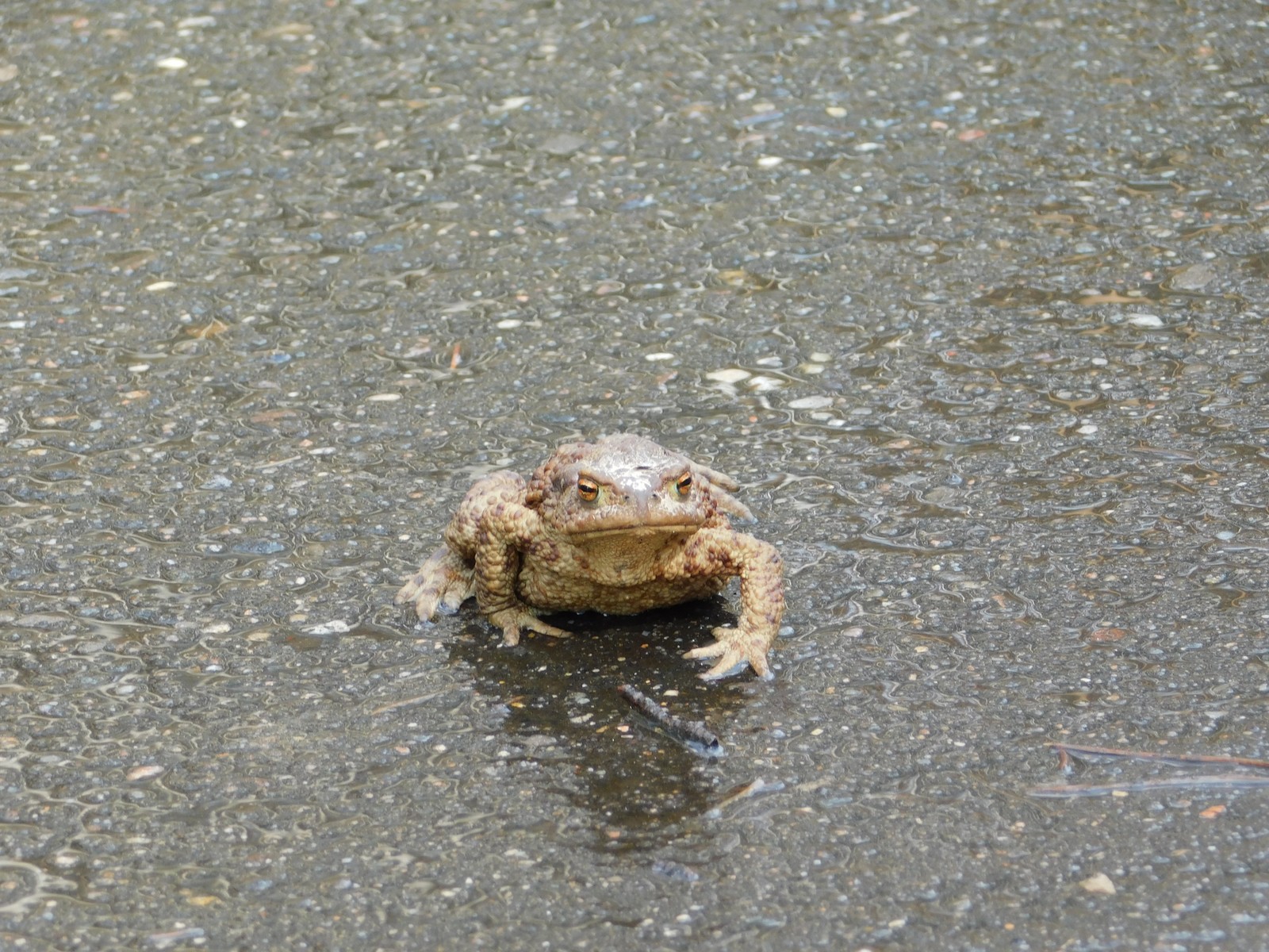 Toad - My, The photo, Nature, Toad