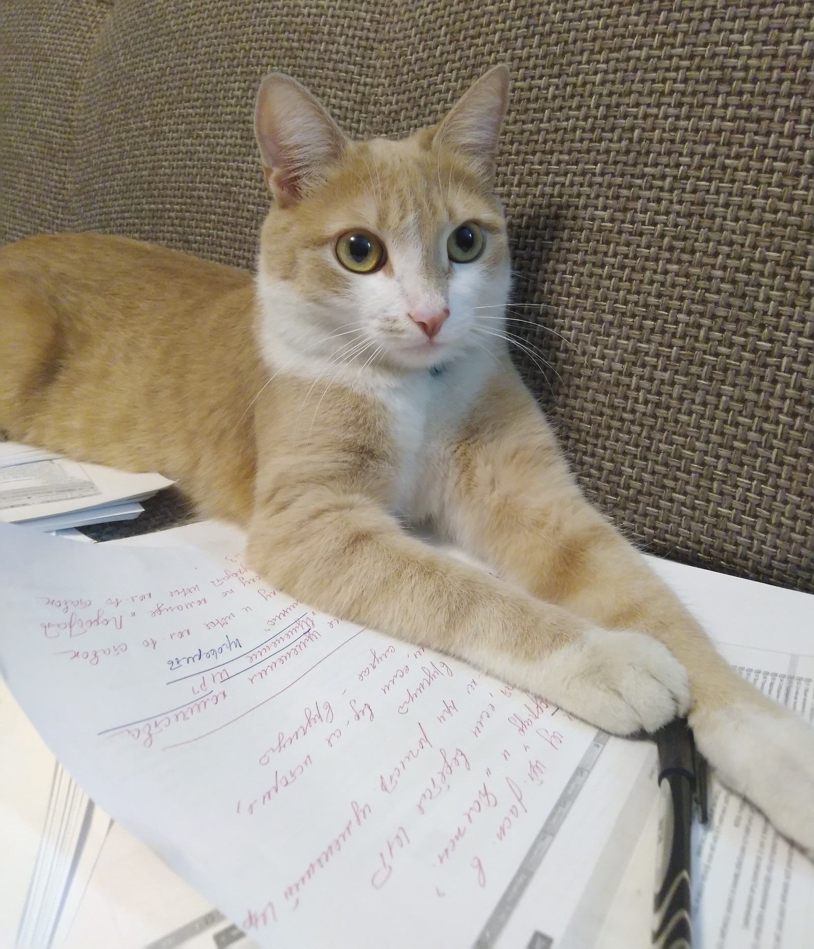 (c) scientist cat - cat, Scientist cat, Catomafia, Exam, Longpost