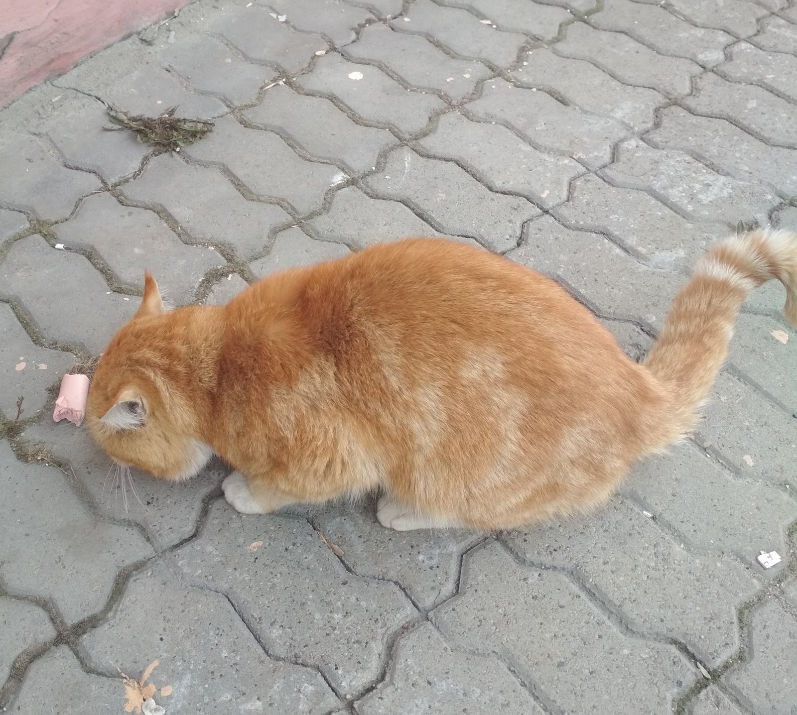 G. Tomsk. - cat, Found, Longpost, No rating