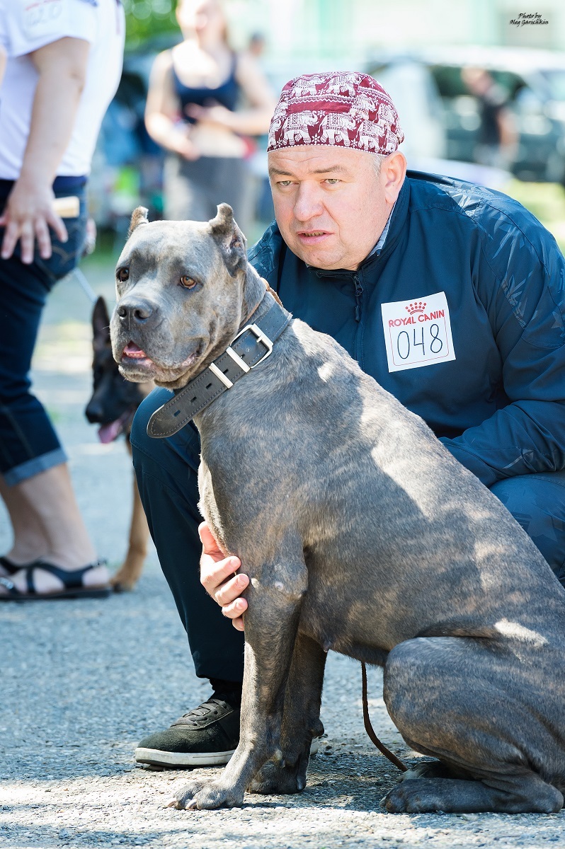 I continue to publish reportage pictures from dog shows that took place in the South of Russia in 2018, pleasant viewing))) - My, Dog, Dogs and people, Dog lovers, Dog days, Dog show, Animalistics, Longpost