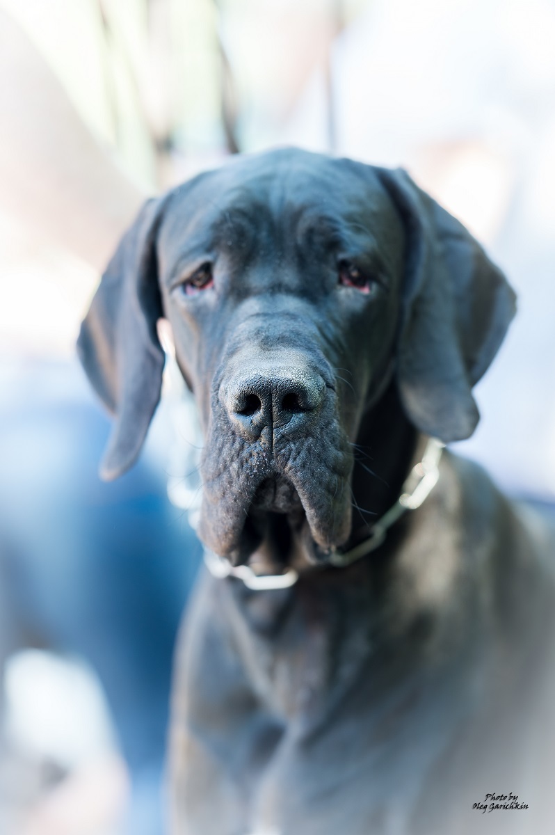 I continue to publish reportage pictures from dog shows that took place in the South of Russia in 2018, pleasant viewing))) - My, Dog, Dogs and people, Dog lovers, Dog days, Dog show, Animalistics, Longpost