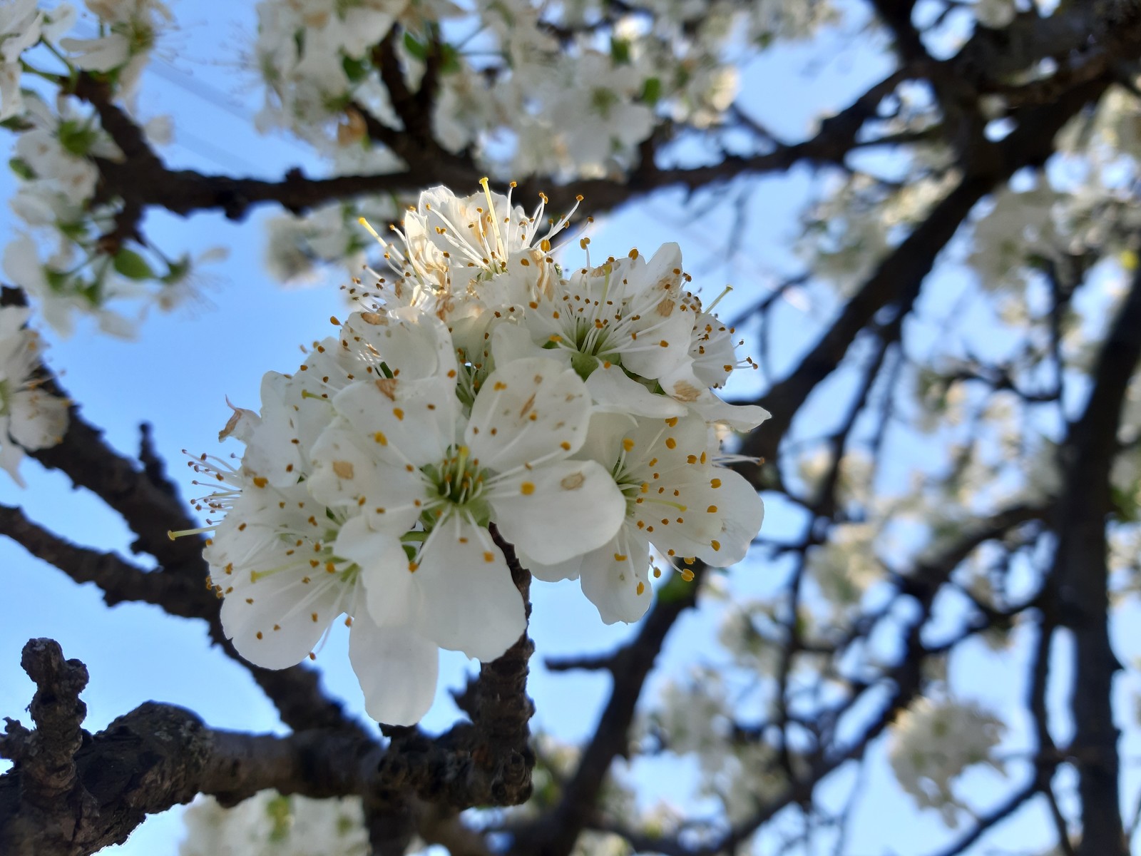 Blooming streets - My, Spring, The photo, Bloom, Longpost