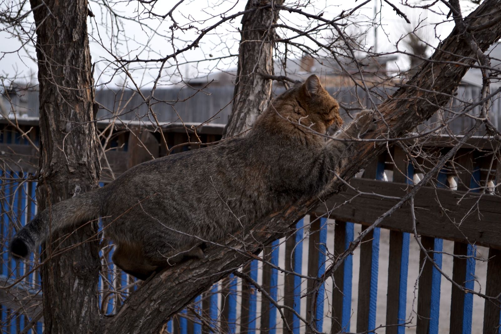 Mammal of the cat family of the carnivora order - My, cat, Pets, Claws